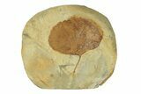 Fossil Leaf (Zizyphoides) - Montana #269329-1